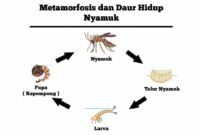 daur hidup nyamuk