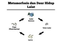 metamorfosis lalat