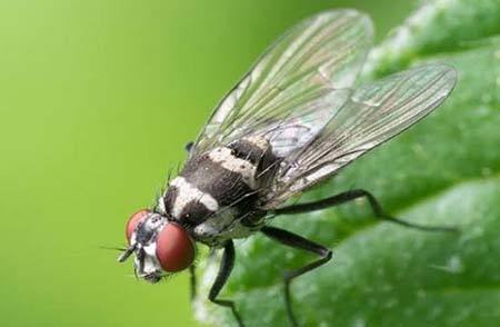 siklus hidup lalat