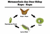 metamorfosis kupu kupu
