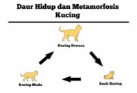 daur hidup kucing