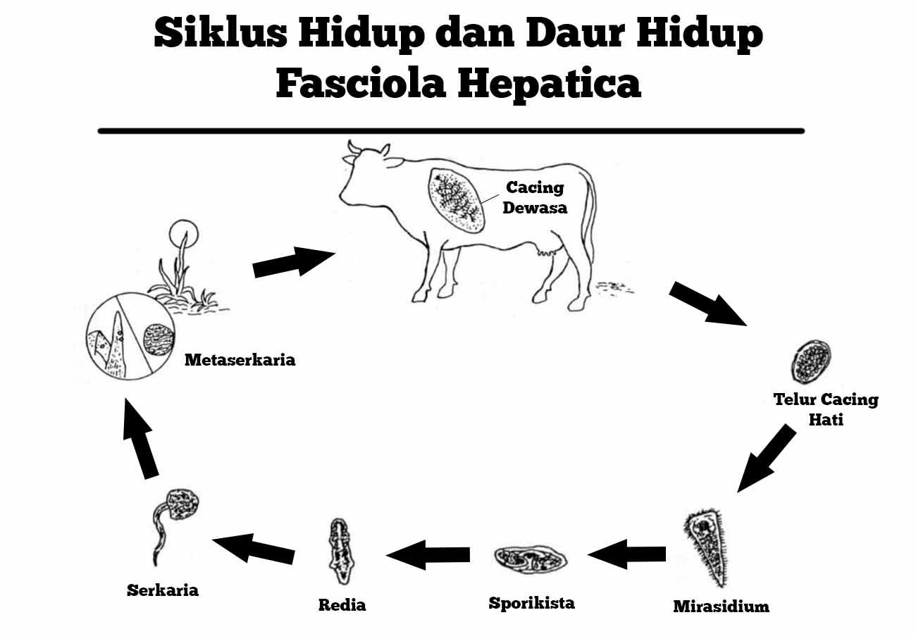 daur hidup fasciola hepatica