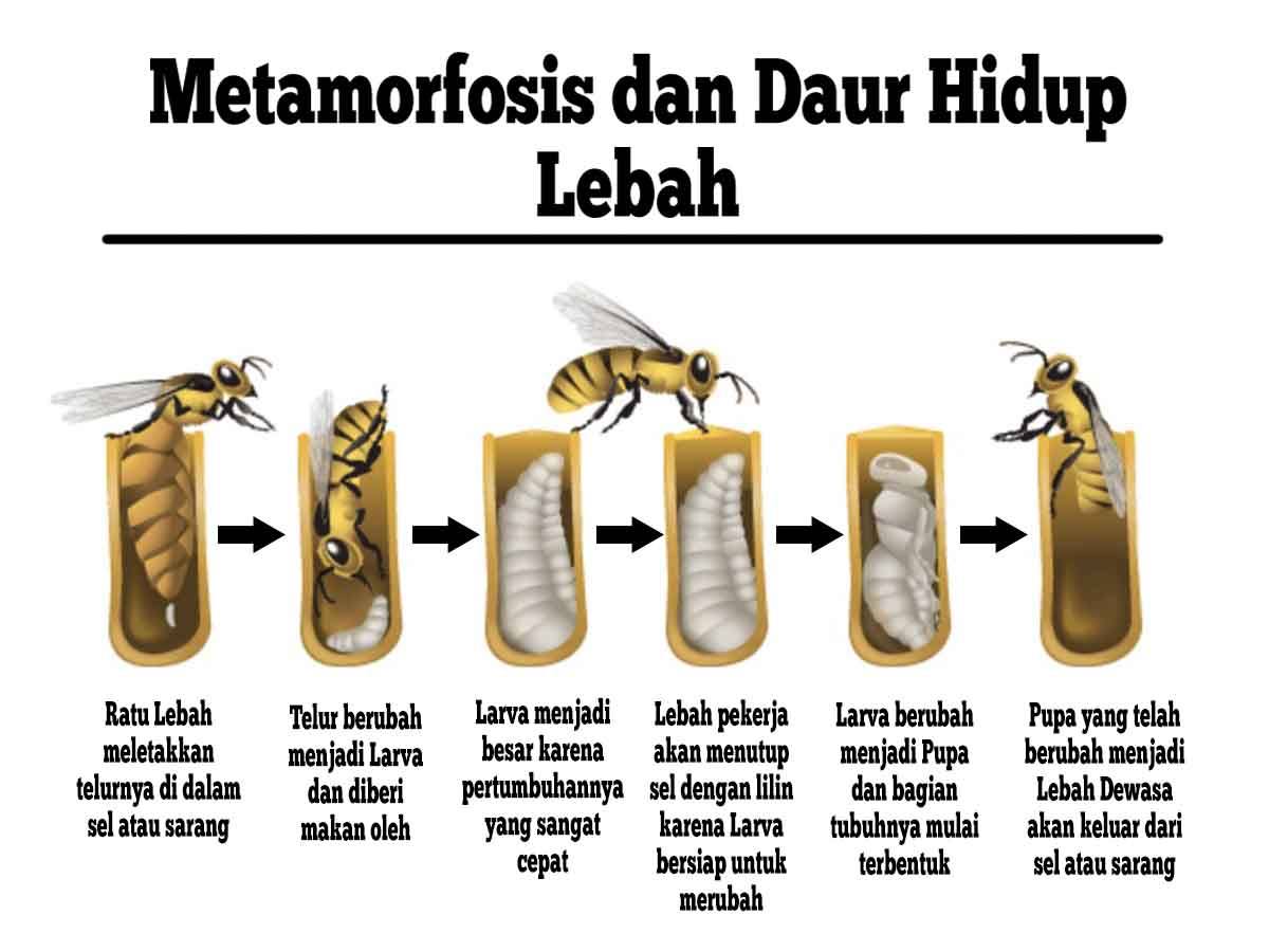 metamorfosis lebah