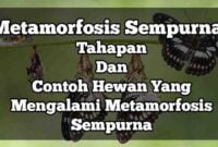 metamorfosis sempurna adalah