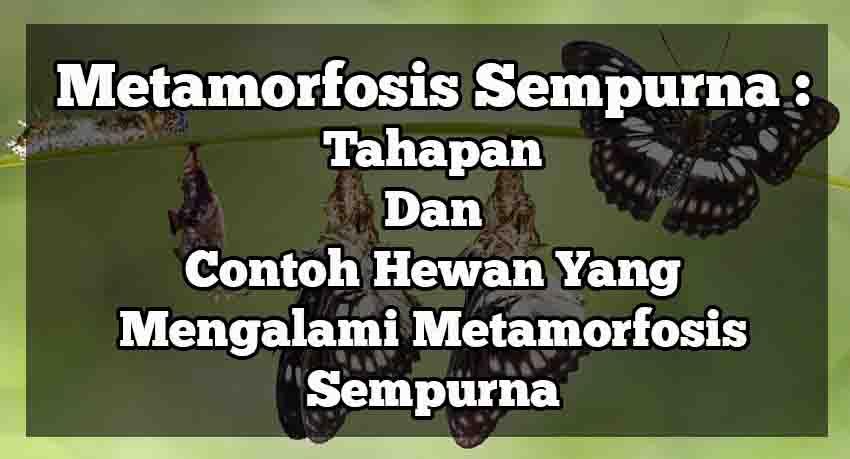 metamorfosis sempurna adalah