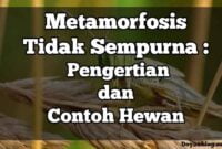 metamorfosis-tidak-sempurna-adalah