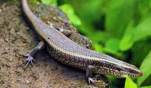 Metamorfosis dan Daur Hidup Kadal Jenis dan Tahapan