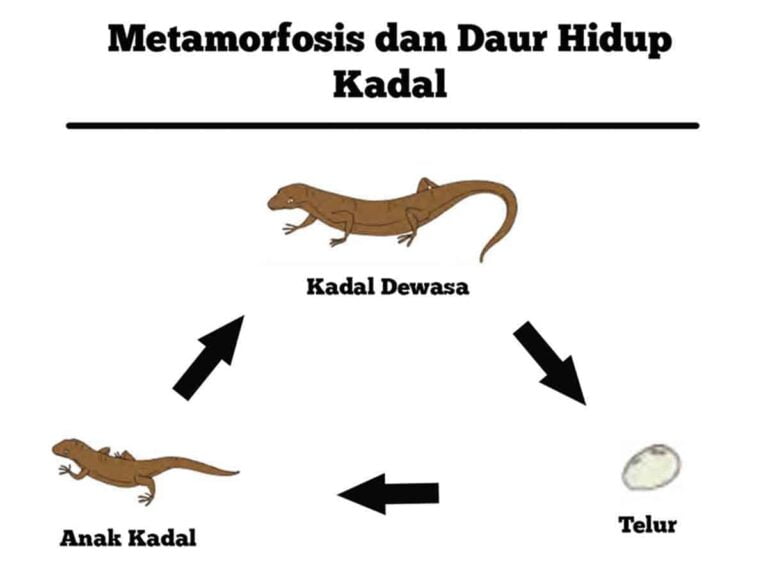 Metamorfosis dan Daur Hidup Kadal Jenis dan Tahapan